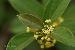 Gymnema sylvestre